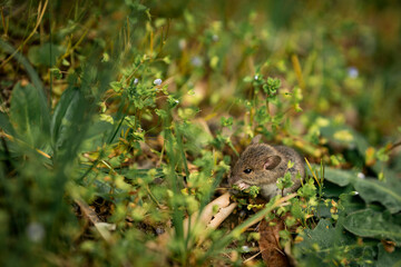 squirrel on the grass