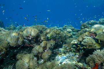 Pulse corals, Heteroxenia fuscensens, Raja Ampat Indonesia.