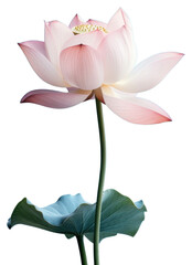 PNG Blossom Lotus blossom flower.