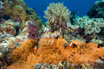 Neon color bulb tentacle sea anemones, Entacmae quadricolor, and tomato anemone fishes, Amphiprion frenatus, Raja Ampat Indonesia.