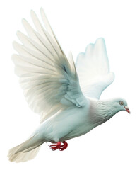 Fototapeta premium PNG Human rights animal flying pigeon
