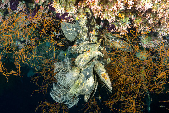 Wing Oysters, Pteria penguin, hanging on an overhang, Raja Ampat Indonesia.