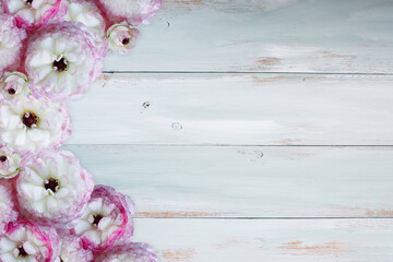Pink and white ruffled ranunculus over a blue and white rustic wooden background table. Overhead...