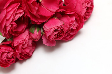 白背景の赤いラナンキュラスの花束 - obrazy, fototapety, plakaty
