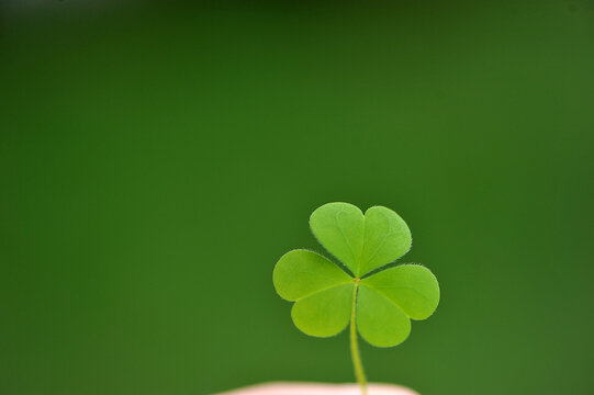 trevo folha verde da sorte 