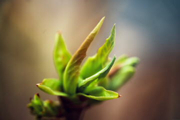 Macro photography of a green plant with blurred background