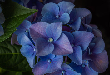 Blue and purple Hydrangea or Hortensia Flower closeup. Hydrangea macrophylla. Beautiful bush of...