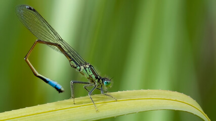 Damselfly resting on a green blade of grass