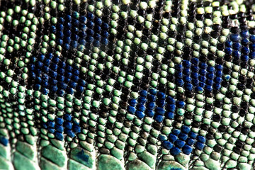 Close-up view of ocellated lizard skin texture