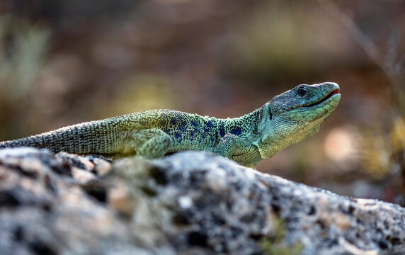 Male Ocellated Lizard Basking on a Rock