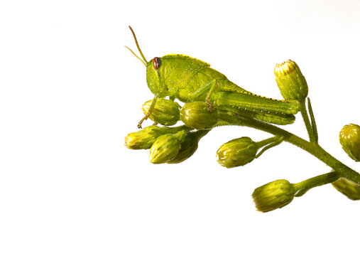 Close-up of a common green grasshopper on a branch