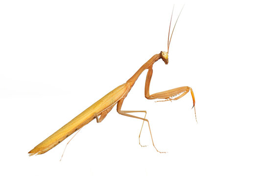 Praying mantis on a plain white background