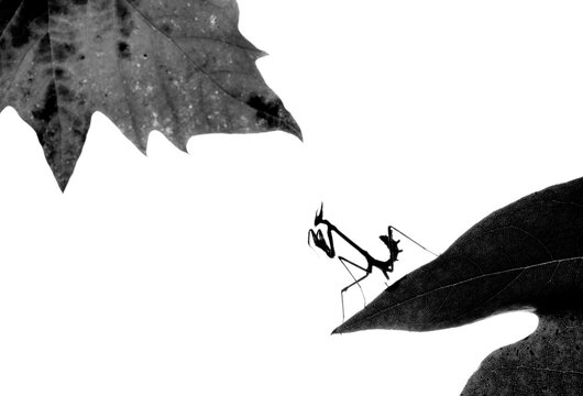 Silhouette of a Mantis on a Leaf