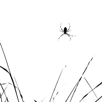 Silhouette of tiger spider on a minimalist background