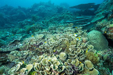 Naklejka na ściany i meble Reef scenic with pristine stony coral colonies, Raja Ampat Indonesia.