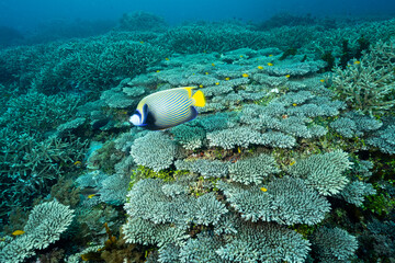 Reef scenic with pristine hard corals and emperor angelfish, Pomacanthus imperator, Raja Ampat...