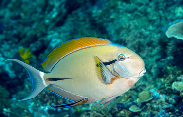 Blackstreak surgeonfish, Acanthurus nigricaudus, Raja Ampat Indonesia