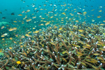 Naklejka na ściany i meble Massive acropra stonu corals with anthias and damsels hovering, Raja Ampat Indonesia.