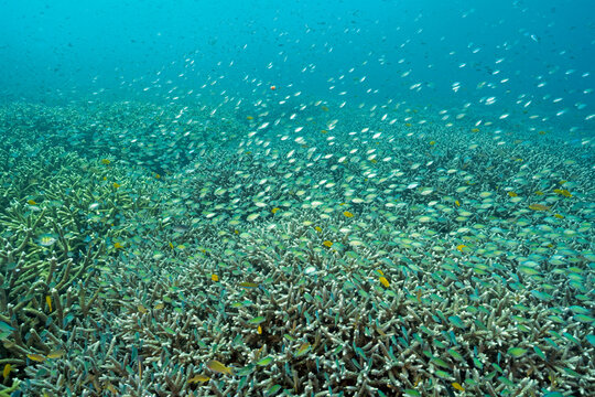 Reef scenic with blue damsels, Chromis viridis, over Acrapora stony corals, Raja Ampat Indonesia.