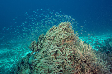 Leather corals, Sinularia flexibilis, covered with glass fishes, Raja Ampat Indonesia.