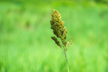 Sorghum bicolor (Cantel, gandrung, great millet, broomcorn, guinea corn). The grain finds use as...