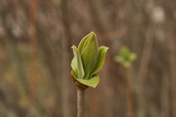 The flower buds of the lilacs (lat. Syringa vulgaris) are blossoming and the inflorescences will appear. Spring.