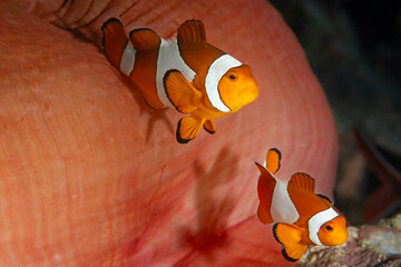 Common clown anemonefish, Amphiprion ocellaris, Raja Ampat Indonesia - obrazy, fototapety, plakaty