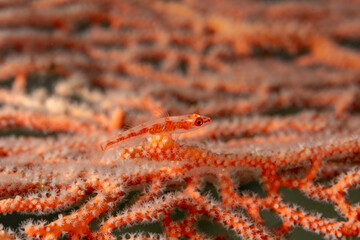 Coral goby, Bryaninops loki, on a giant seafan, Raja Ampat Indonesia. - obrazy, fototapety, plakaty