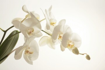 Close up of white flowers in a vase, perfect for home decor projects