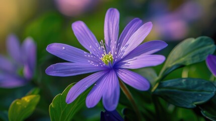 Fototapeta premium Lovely Blossom of Starwort