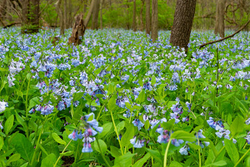 Bluebells in Illinois Canyon