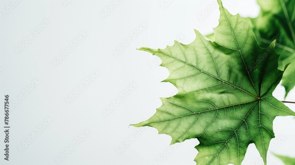Poster detailed view of a leaf on a tree, perfect for nature backgrounds