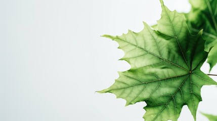 Detailed view of a leaf on a tree, perfect for nature backgrounds