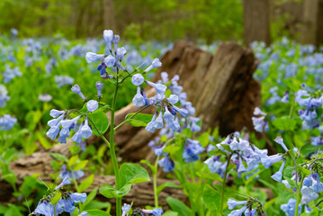 Bluebells in Illinois Canyon