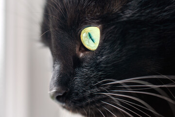 Portrait of a beautiful black domestic cat