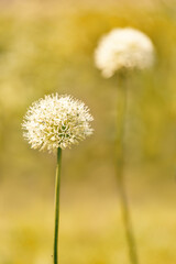 Allium stipitatum - a flower on a blurred background. Selective focus