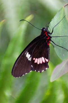  Parides iphidama butterfly, commonly called  or cattleheart or Transandean cattleheart.Lepidopterology