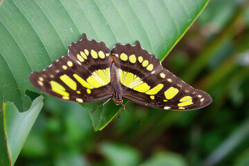 Siproeta stelenes( green camouflage or malachite). Neotropical brush-footed butterfly - obrazy, fototapety, plakaty