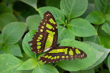 Beautiful green camouflage or malachite butterfly ( Siproeta stelenes). Lepidopterology