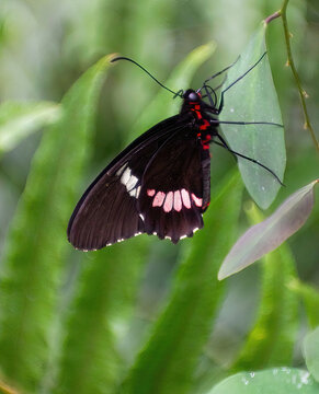  Parides iphidama butterfly, commonly called  or cattleheart or Transandean cattleheart.Lepidopterology