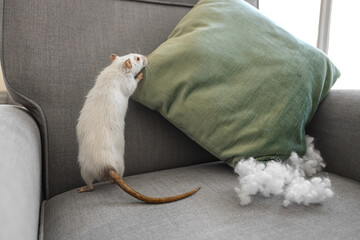 White rat with chewed pillow on sofa at home, closeup. Pest control concept