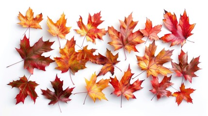 Fototapeta premium Colorful autumn leaves on a plain white background. Suitable for seasonal designs
