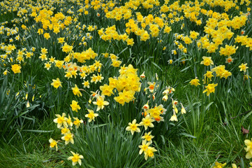 Yellow daffodils blooming at a park in Edinburgh Scotland, UK