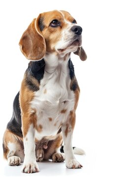 A beagle dog sitting on a white surface. Suitable for pet care or animal-related designs