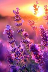 Obraz premium A beautiful field of purple flowers with the sun setting in the background. Perfect for nature and landscape designs