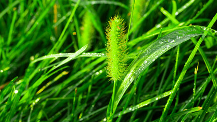 grass with dew drops