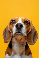 A cute dog sitting on a vibrant yellow background. Perfect for pet-related designs