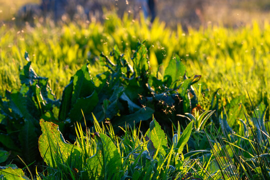 Nu&eacute;es de petites mouches nuisibles midges dans l'herbe au coucher du soleil en Ecosse