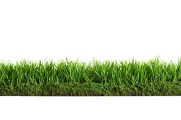 PNG A lawn grass plant soil - obrazy, fototapety, plakaty