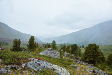 Sparse coniferous trees among big stones and lush flora in alpine valley in rainy weather. Dramatic view to open conifer forest among boulders and thickets on green grassy hill under grey cloudy sky.